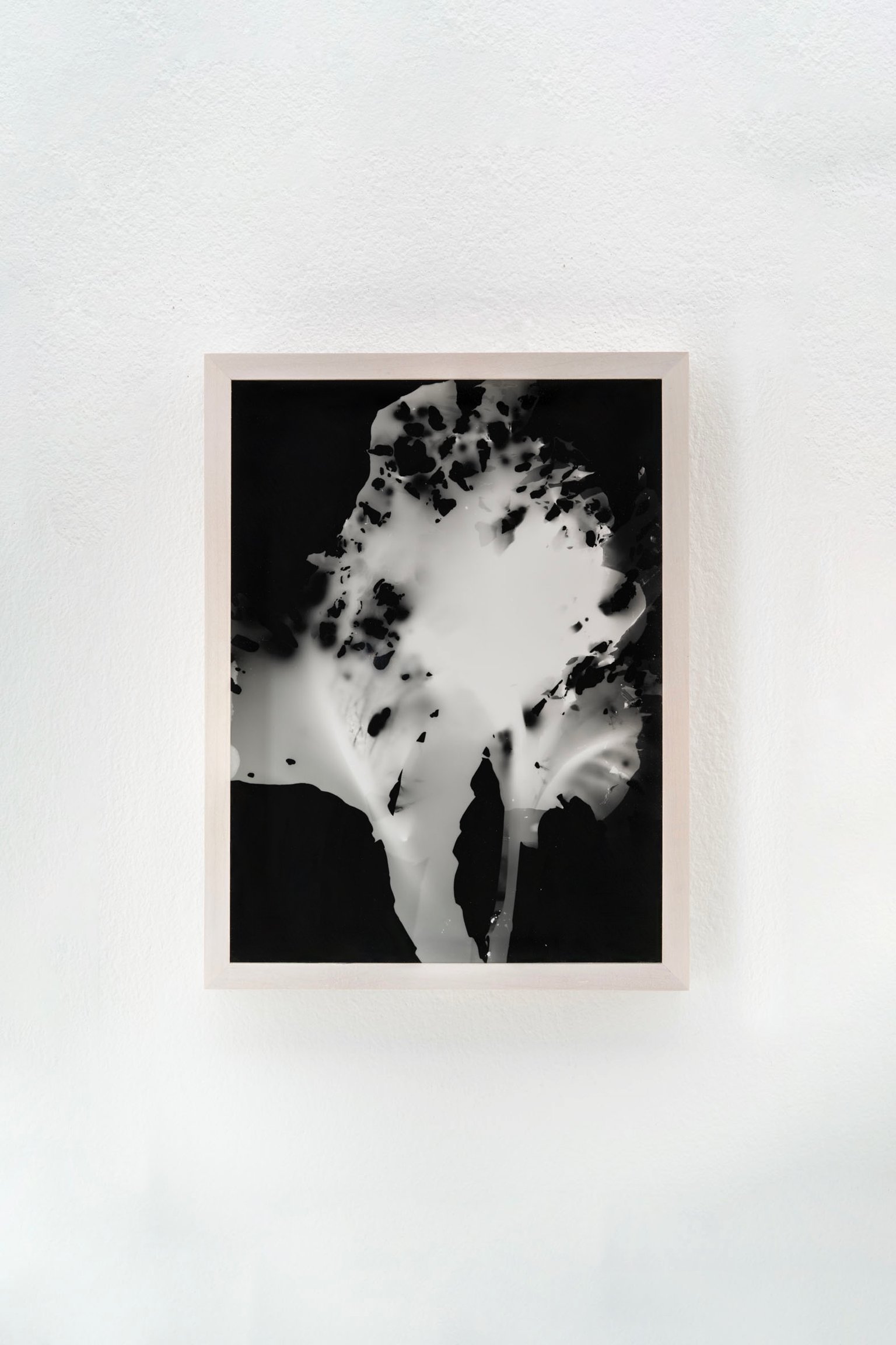 Blauer Spitzkohl (Fotogramm) #4 by Johanna Wagner, 2024, hand print
