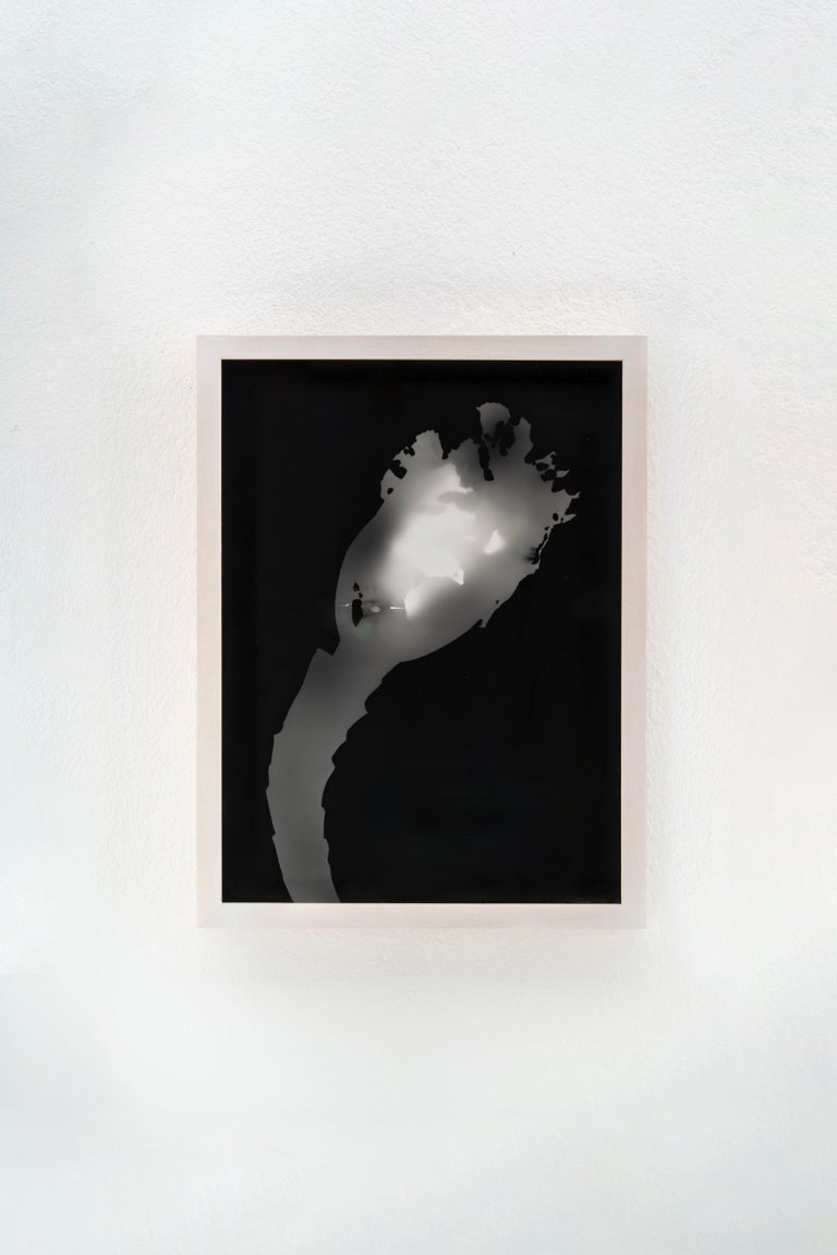 Blauer Spitzkohl (Fotogramm) #7 by Johanna Wagner, 2024, hand print