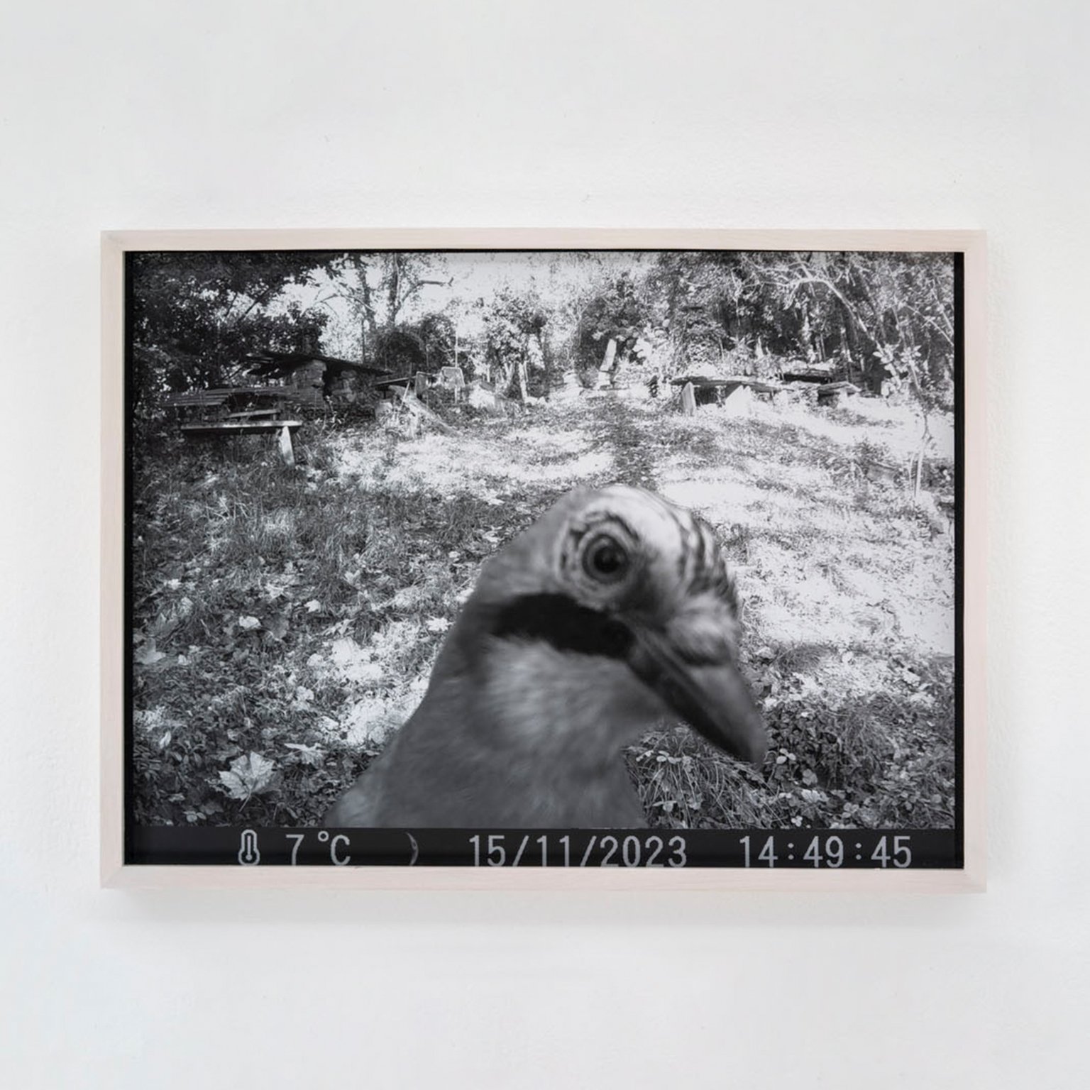 Eichelhäher by Johanna Wagner, 2024, hand print