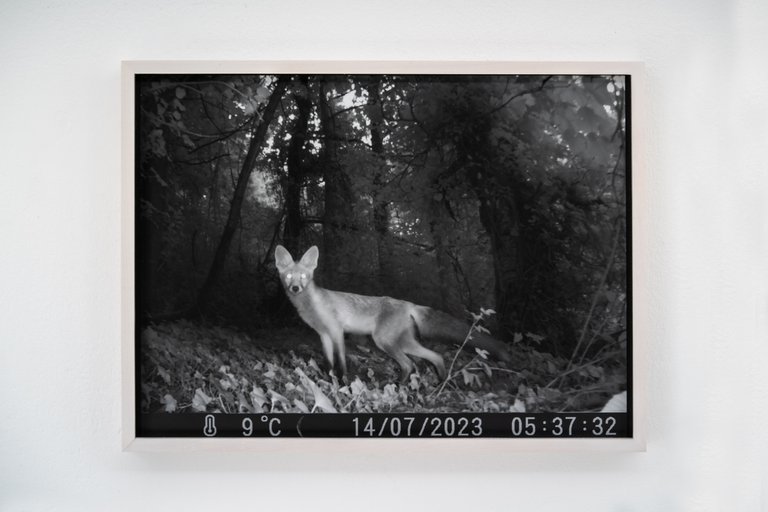 Fuchs im Zwielicht by Johanna Wagner, 2024, hand print