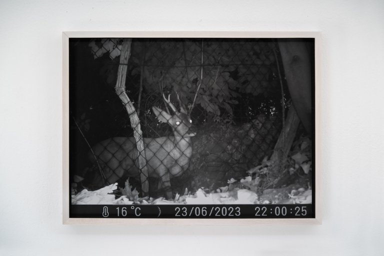 Rehbock by Johanna Wagner, 2024, hand print