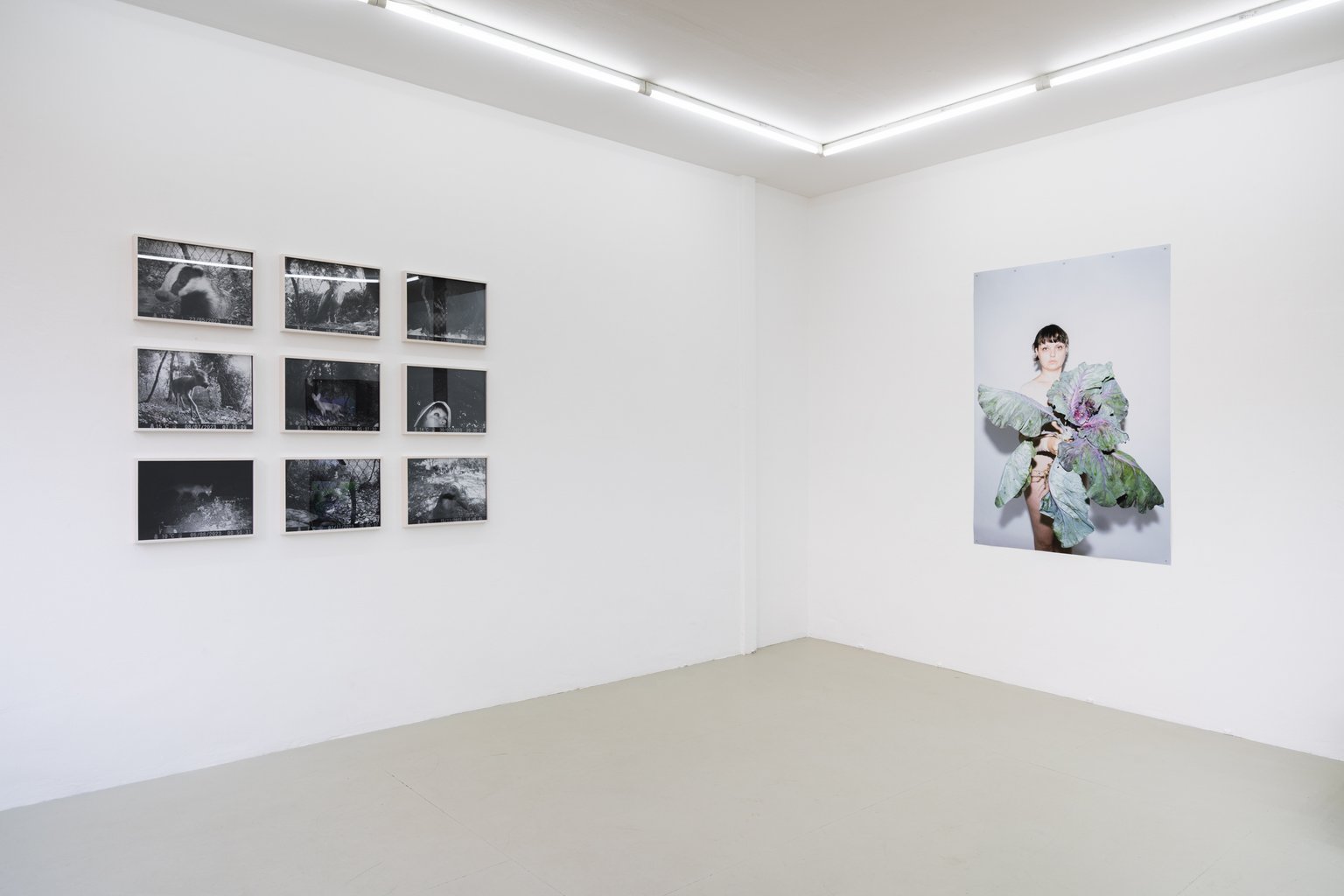 Installation View, Blaukraut und Tiere