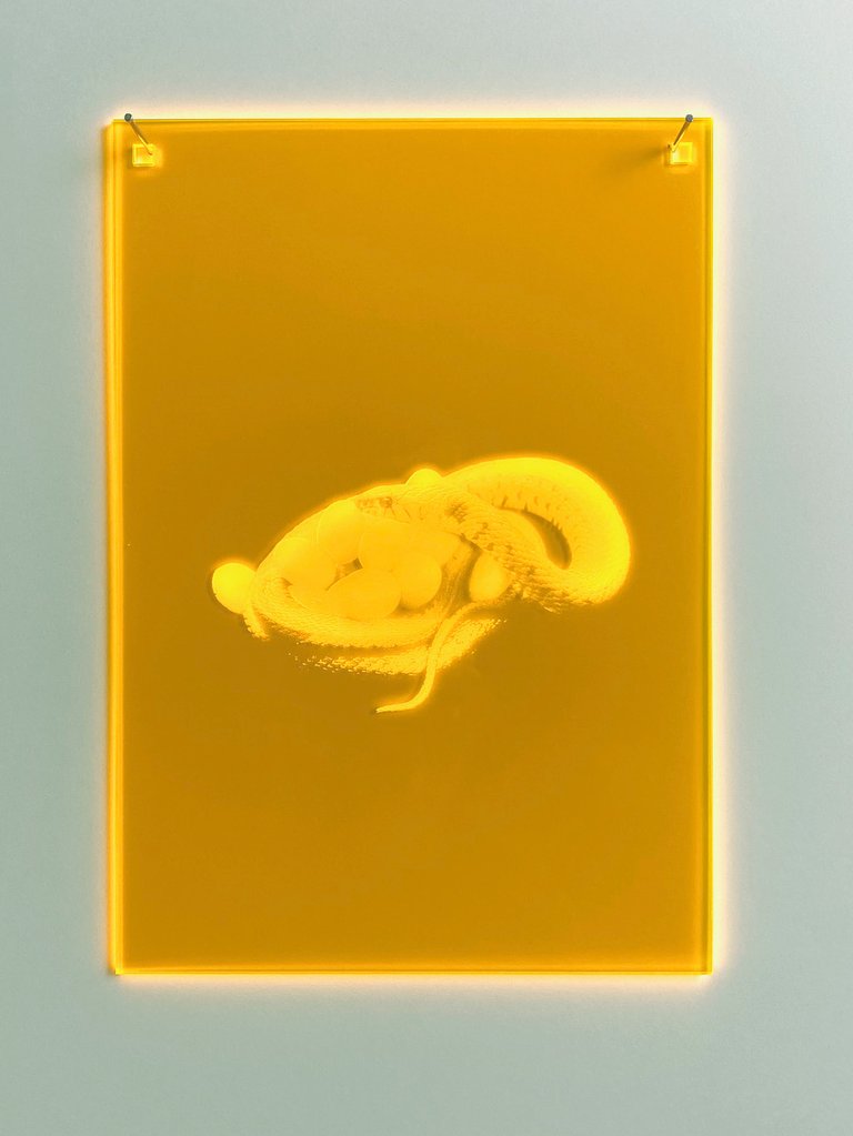 Mnemonic 096 by Susi Gelb, 2022, laser engraving in fluorescent plexiglas