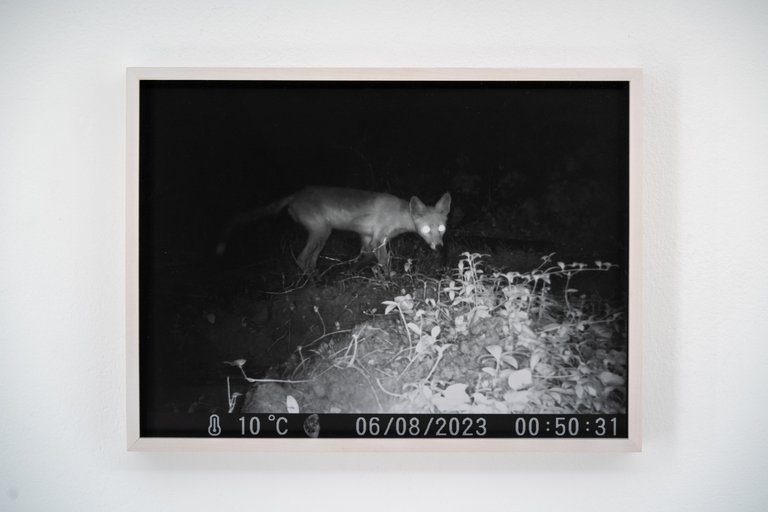 Fuchs im Dunkeln by Johanna Wagner, 2024, hand print