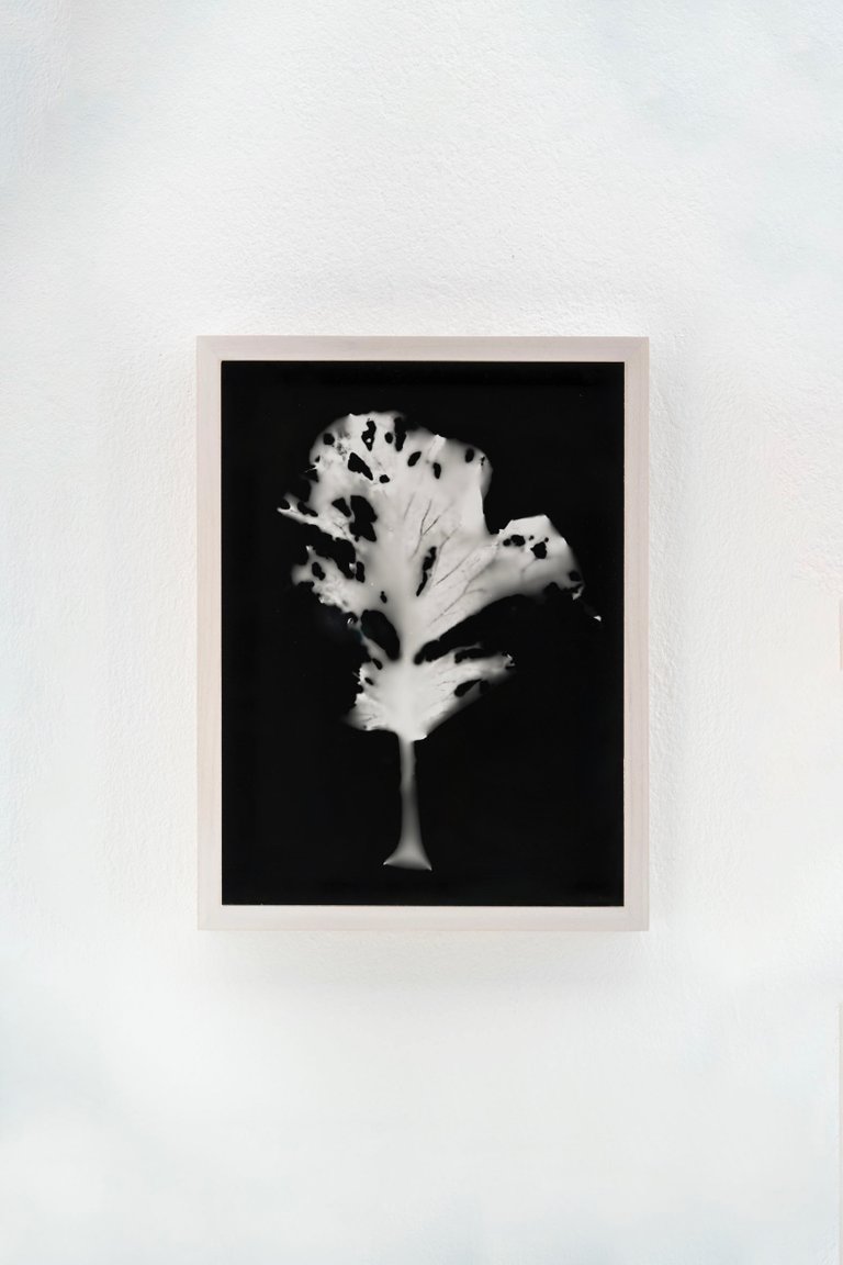 Blauer Spitzkohl (Fotogramm) #3 by Johanna Wagner, 2024, hand print