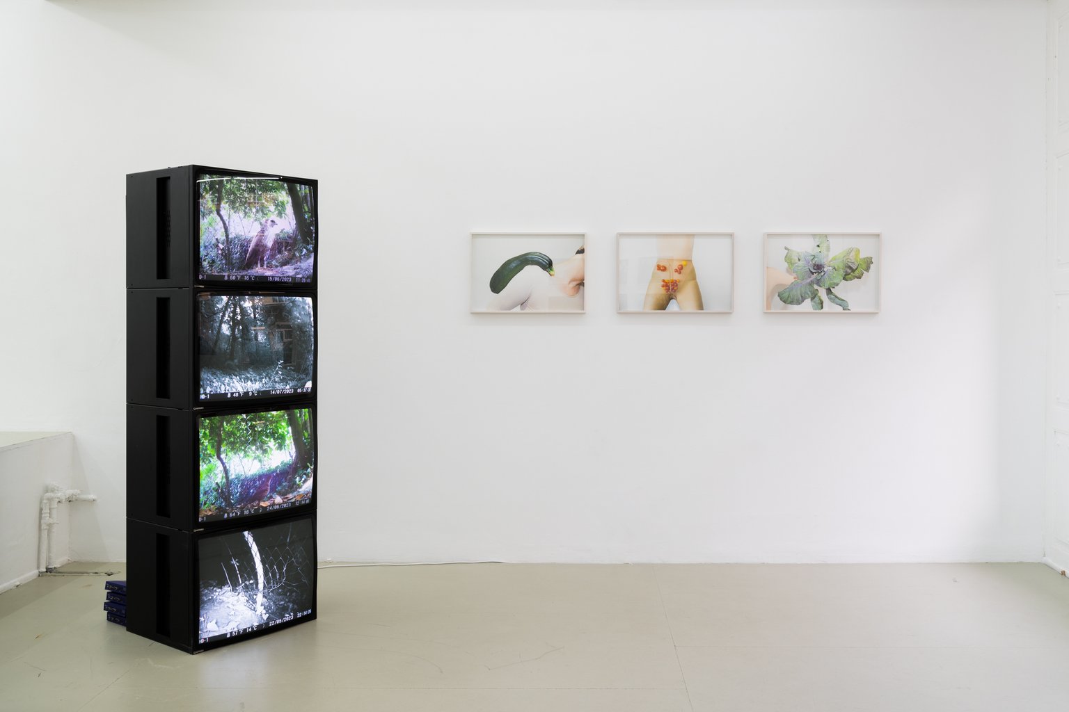 Installation View, Blaukraut und Tiere