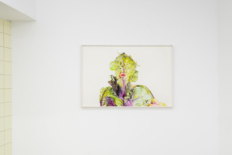 Installation View, Blaukraut und Tiere