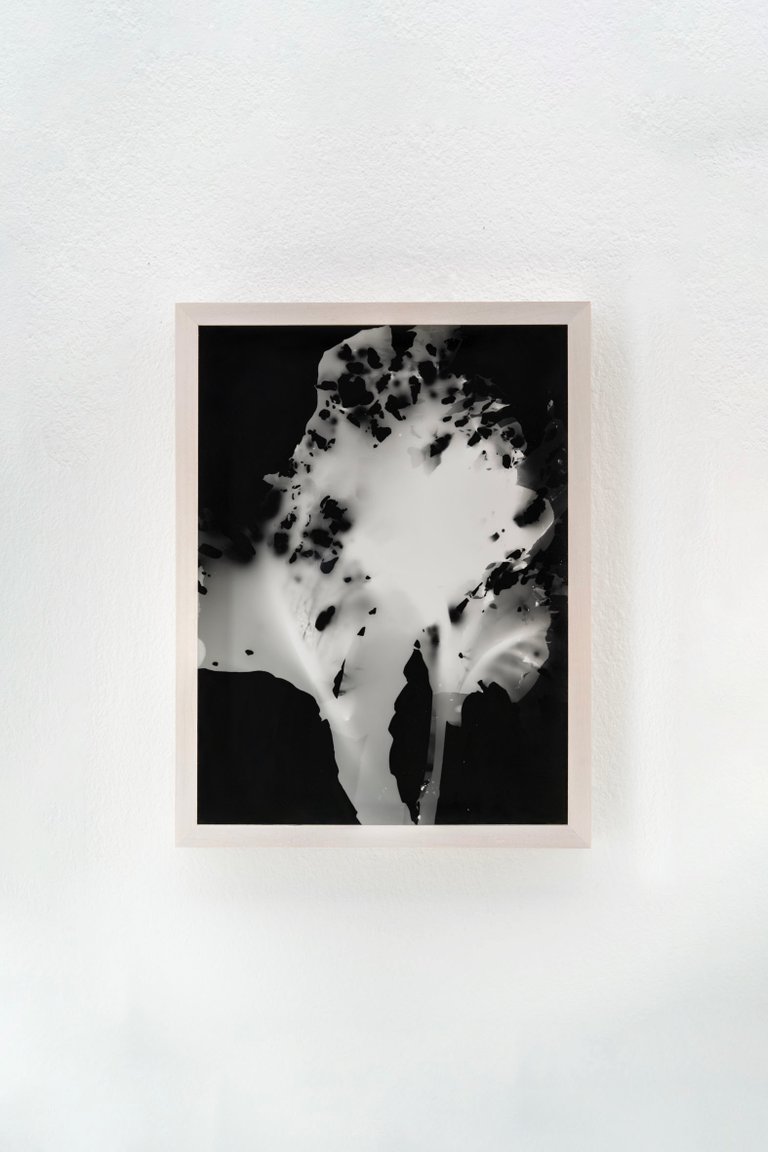 Blauer Spitzkohl (Fotogramm) #4 by Johanna Wagner, 2024, hand print