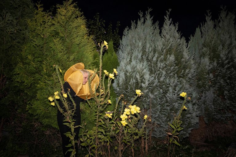 Nachtkerze und Windenschwärmer by Johanna Wagner, 2022, print on Hahnemühle Baryta