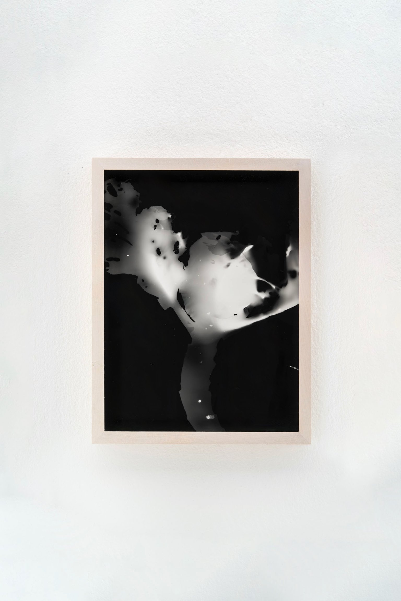 Blauer Spitzkohl (Fotogramm) #6 by Johanna Wagner, 2024, hand print
