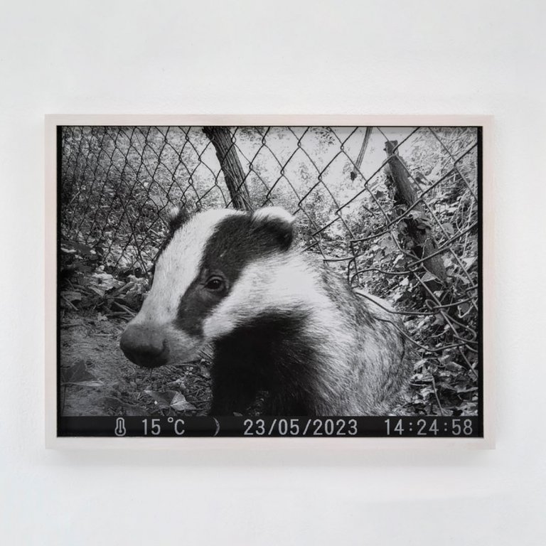 Dachs by Johanna Wagner, 2024, hand print