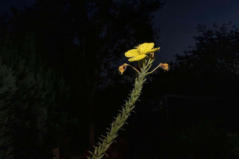 Oenothera by Johanna Wagner, 2022, HD video