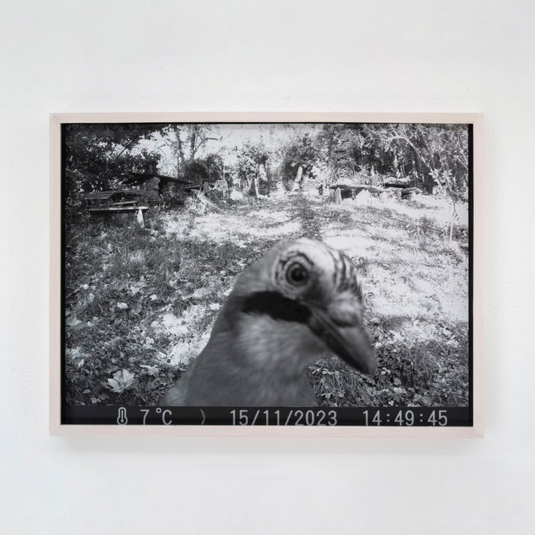 Eichelhäher by Johanna Wagner, 2024, hand print