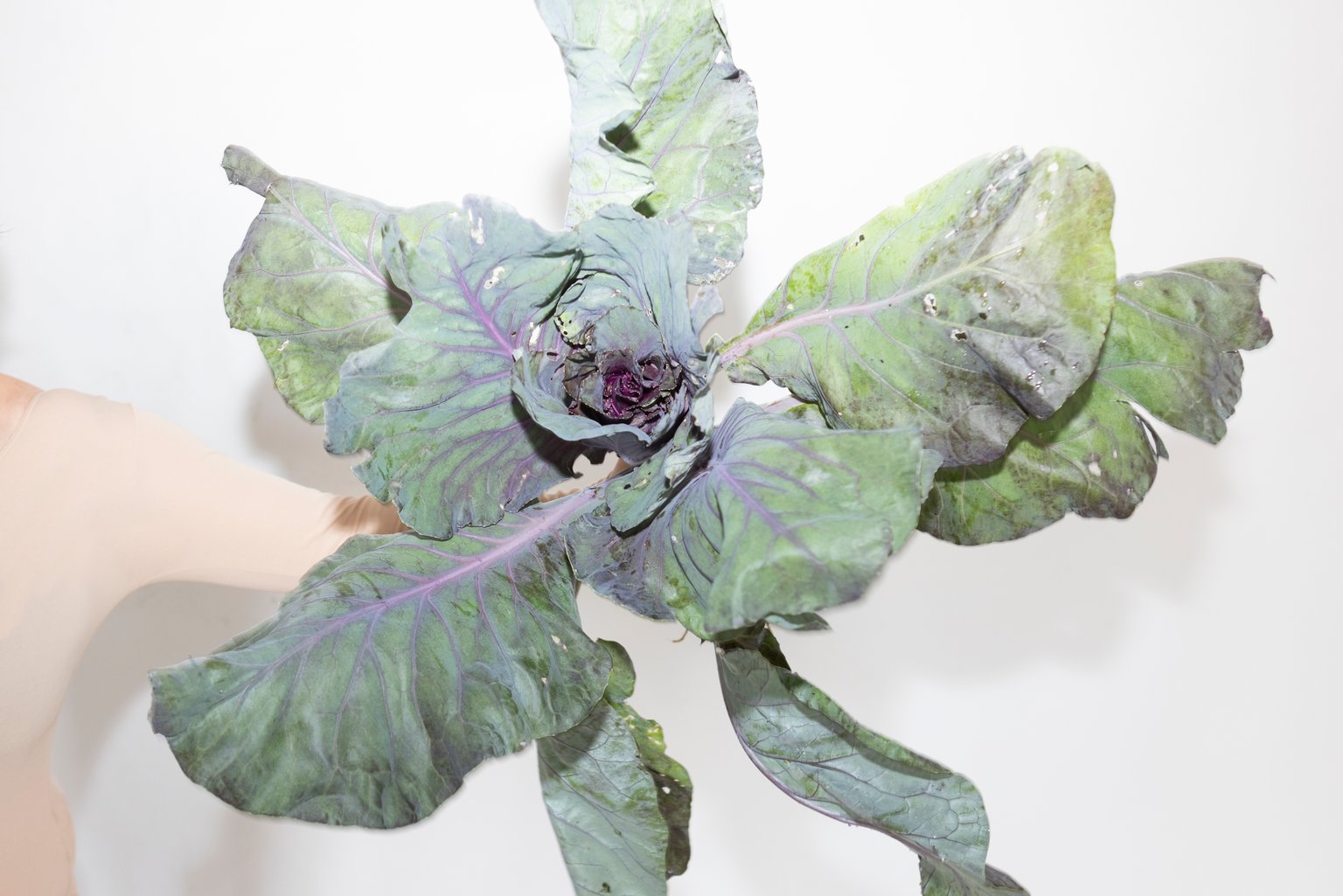 Blauer Spitzkohl by Johanna Wagner, 2024, print on Hahnemühle Baryta