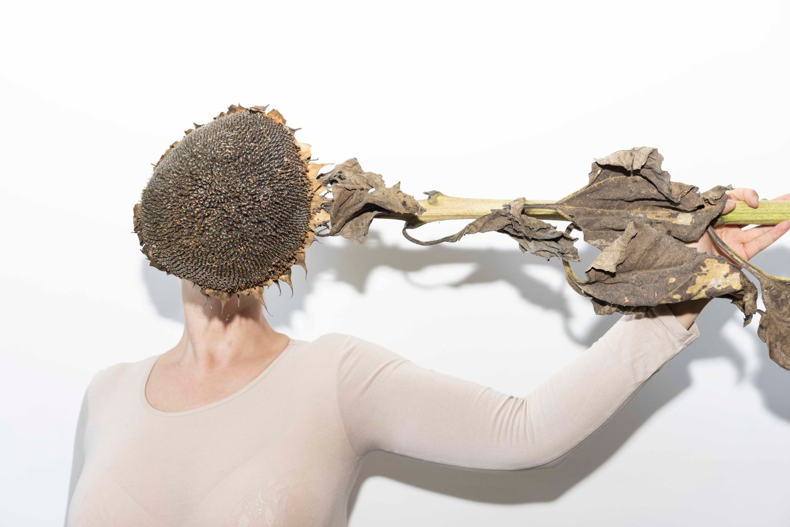 Sonnnenblume by Johanna Wagner, 2022, print on Hahnemühle Baryta