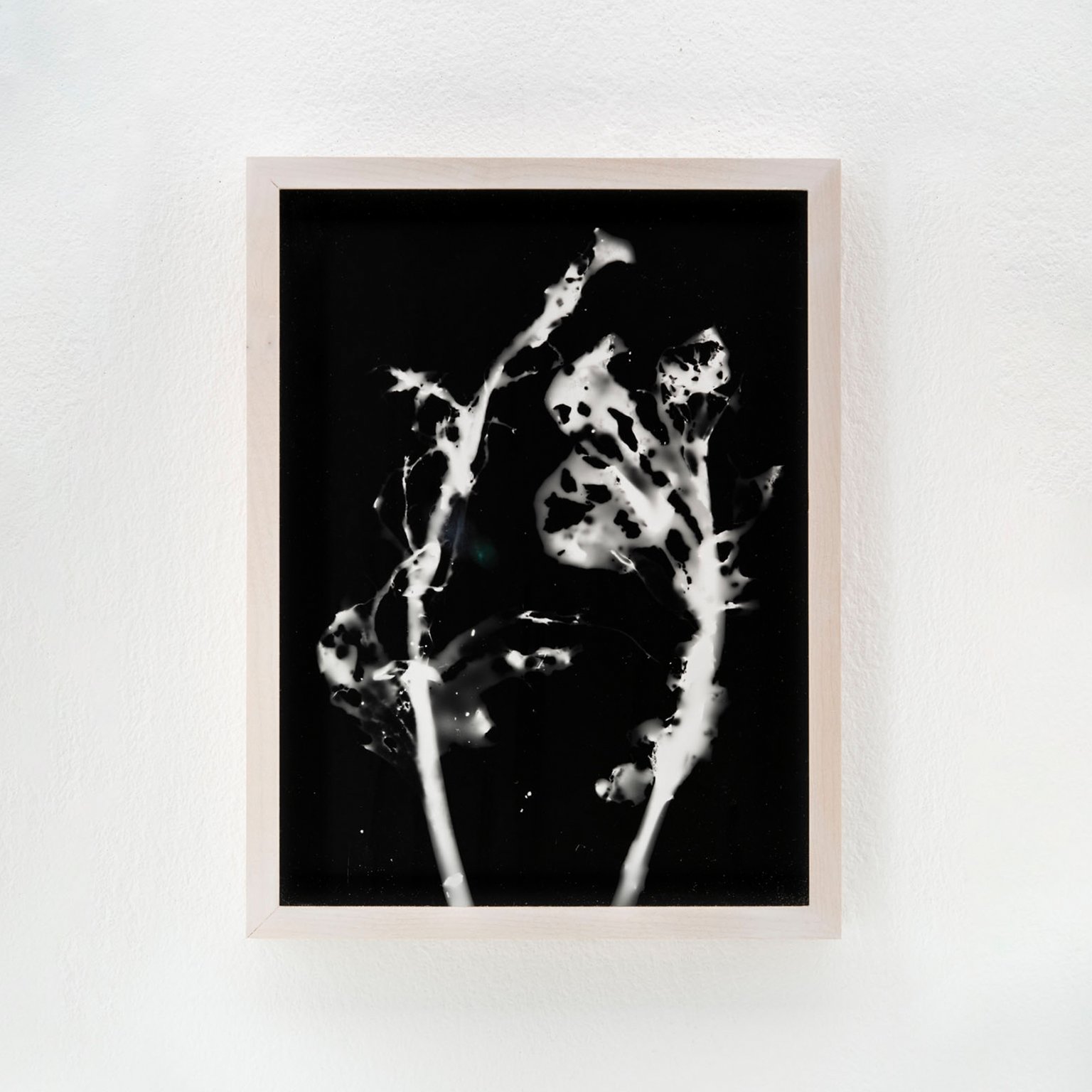 Blauer Spitzkohl (Fotogramm) #2 by Johanna Wagner, 2024, hand print