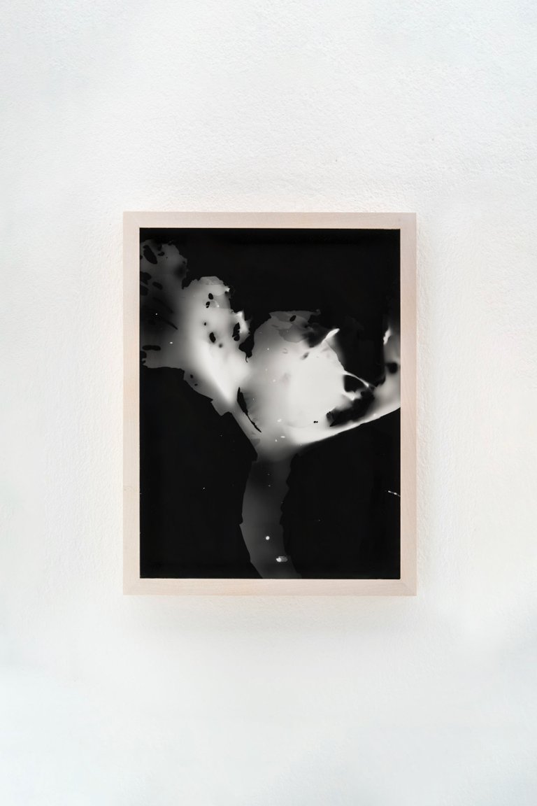 Blauer Spitzkohl (Fotogramm) #6 by Johanna Wagner, 2024, hand print