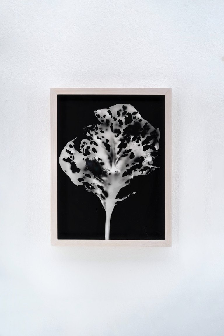 Blauer Spitzkohl (Fotogramm) #1 by Johanna Wagner, 2024, hand print