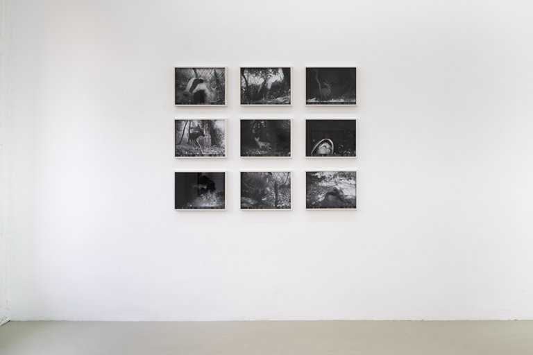 Installation View, Blaukraut und Tiere