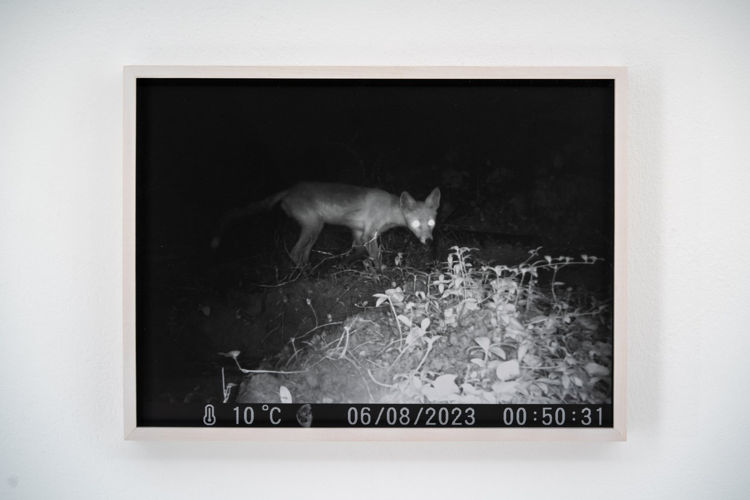 Fuchs im Dunkeln by Johanna Wagner, 2024, hand print