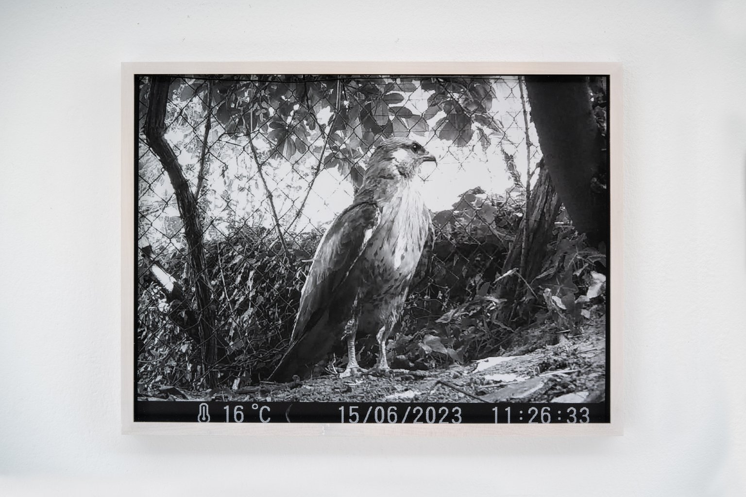 Bussard by Johanna Wagner, 2024, hand print